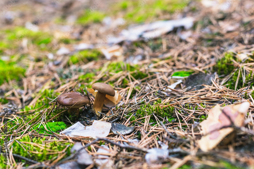 Beautiful edible mushroom in a pine forest Beautiful edible mushroom in a pine forest