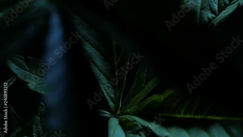 Leaves of hemp bush growing indoors