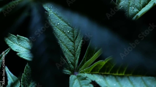 Leaves of hemp bush growing indoors