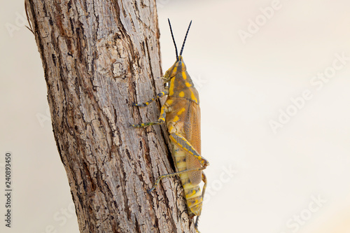 Brown grasshopper in nature, Migratory Bird Locust or Brown Spotted Locust (Cyrtacanthacris tatarica) - Image