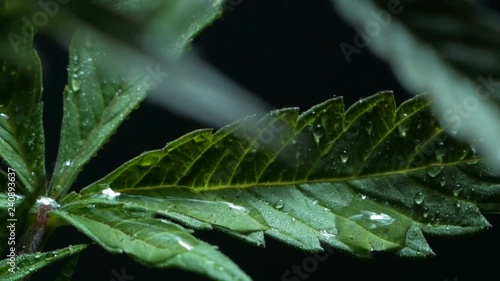 Leaves of hemp bush growing indoors