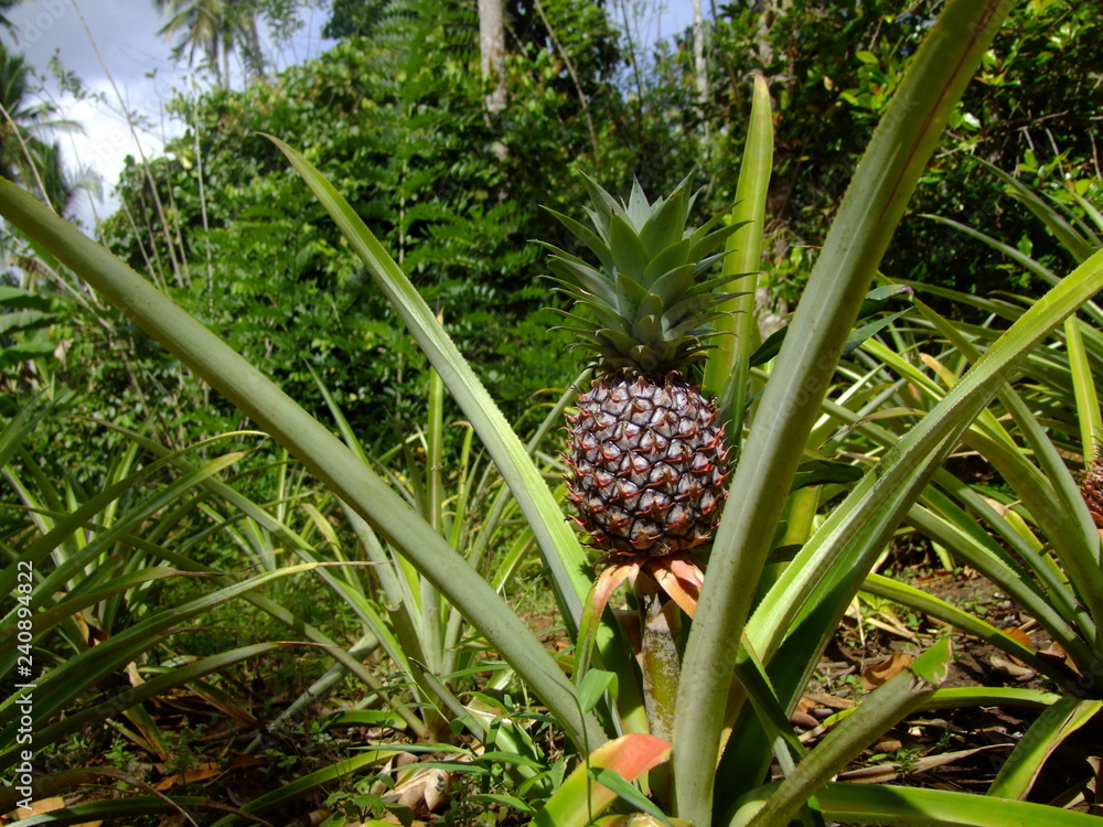 Obraz premium Ananas am Strauch