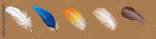 vector set of down, feather, Swan's down, goose feathers, chicken feathers, parrot feathers, plumelet 