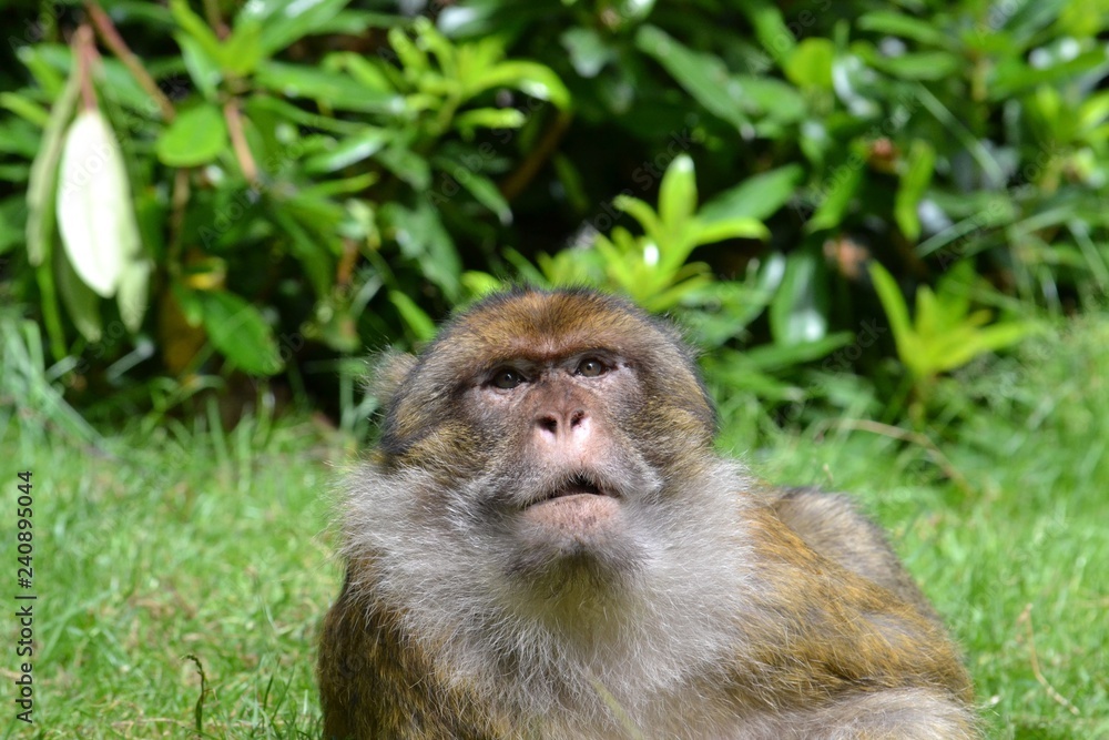 Fototapeta premium Monkey