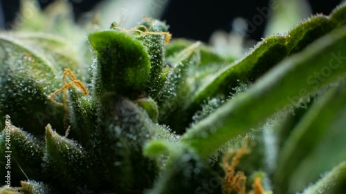 Leaves of hemp bush growing indoors