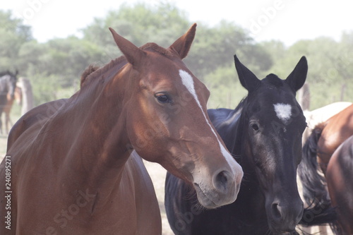 Caballos Pura Sangre © juanandresgalli