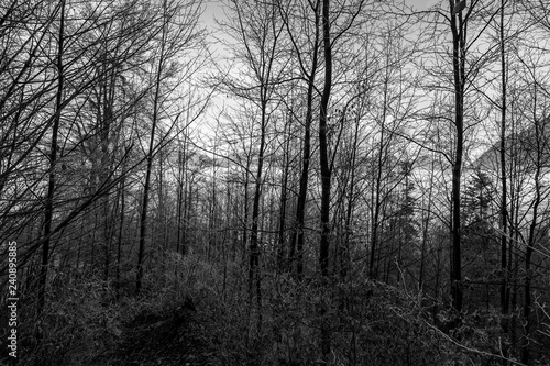 Forest in black and white