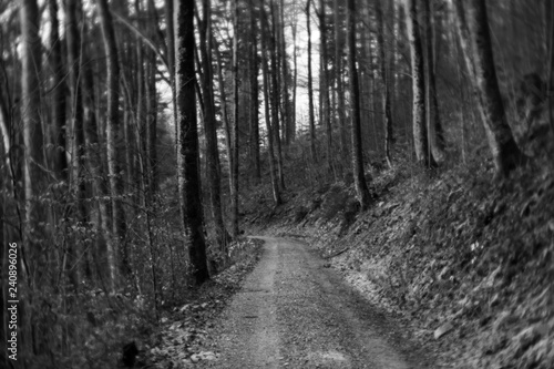 Gravel road in the forest