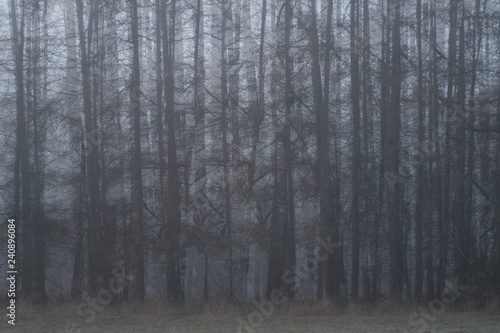 Wald Hintergrund mit Nebel im Winter