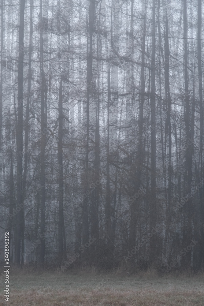 Wald Hintergrund mit Nebel Wald Hintergrund mit Nebel