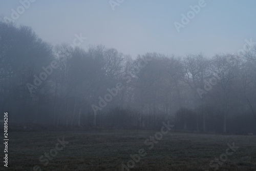 Landschaft zur Winter Zeit mit Nebel Wiesen und Bäumen