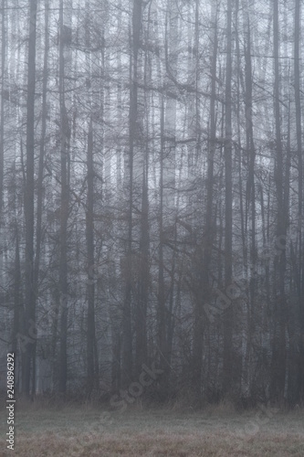 Wald Hintergrund mit Nebel