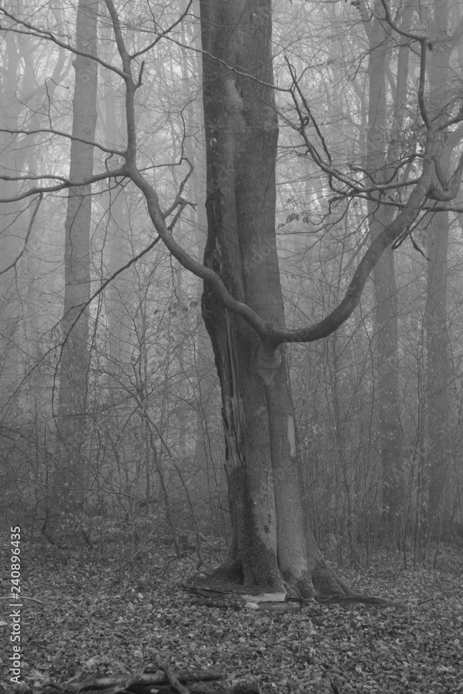 Alter Buchen Wald bei Nebel und Sonnenschein zur Winterzeit