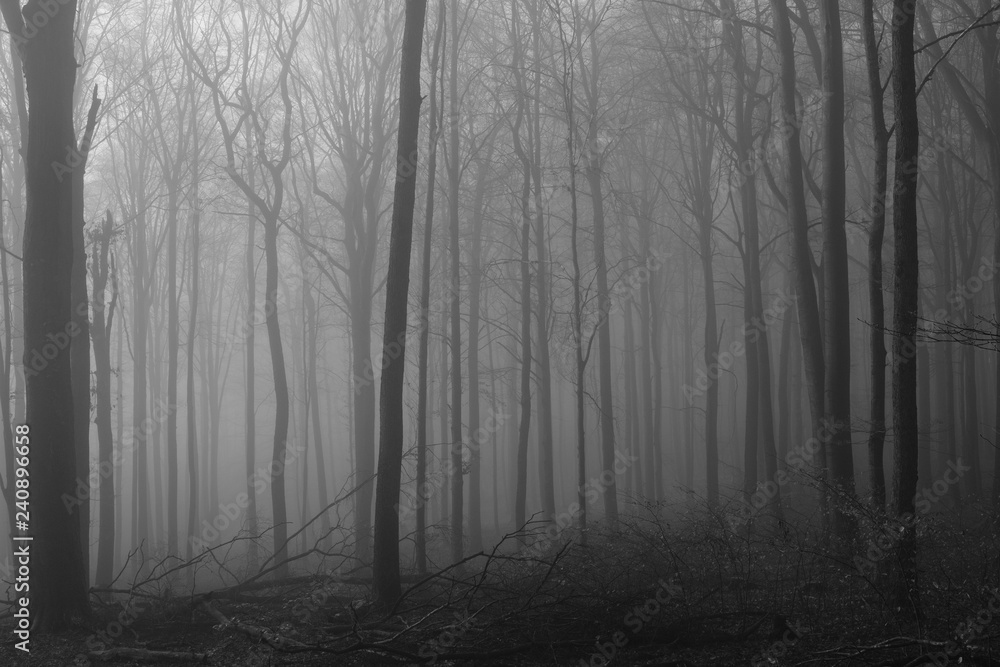Slim Trees inside a Forest out of Beeches Slim Trees inside a Forest out of Beeches