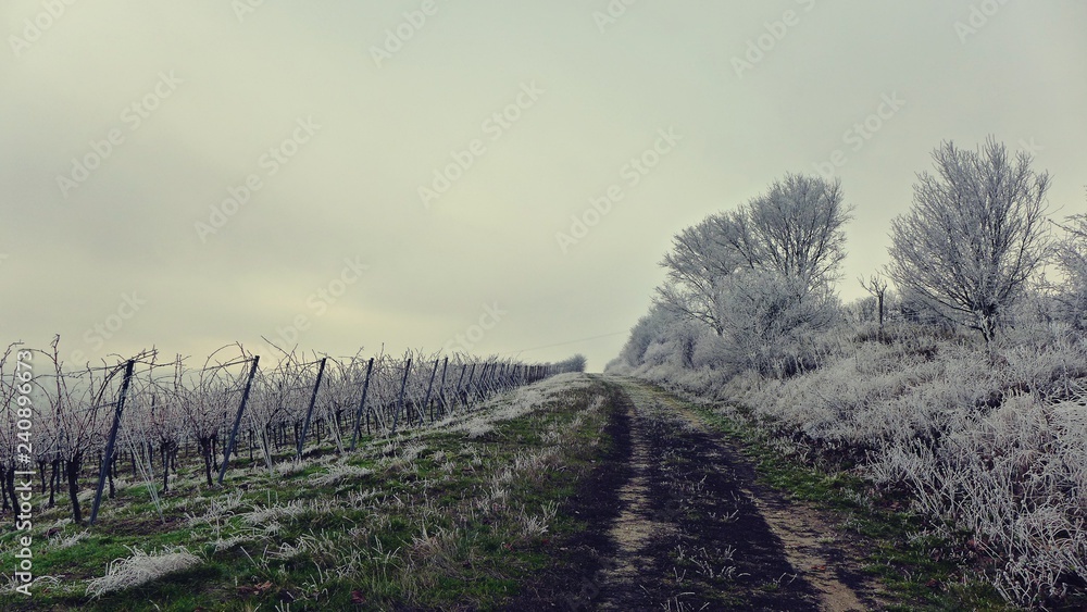 Weg durch einen winterlichen Weinberg
