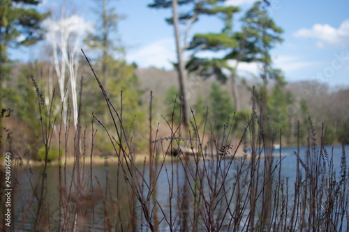 close up shot of a bunch of reeds growing by a beautiful blue lake in a forest on a sunny spring day
