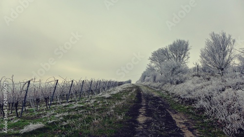 Weg durch einen winterlichen Weinberg