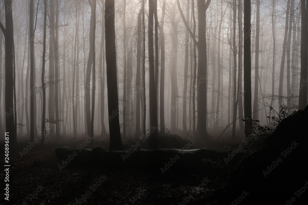 Naklejka premium Las ze starych ogromnych buków w okresie zimowym