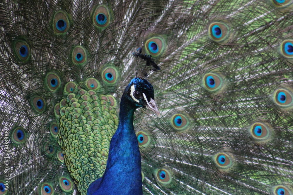 Obraz premium Pfau