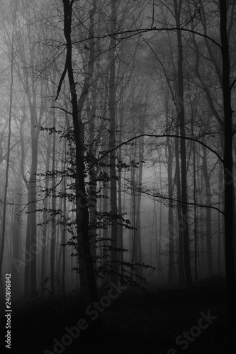 Old Beech Forest Fagus with Fog