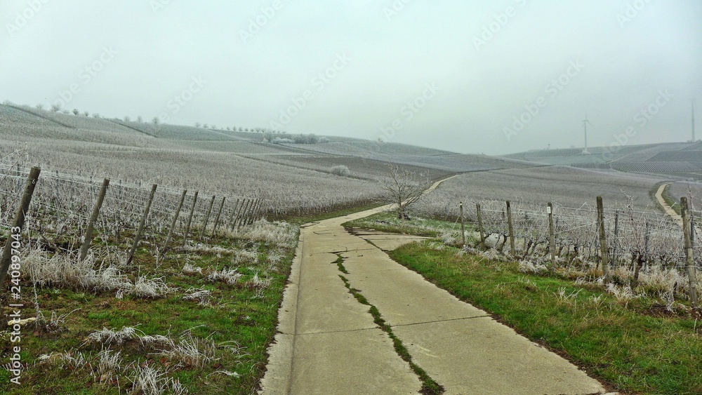 Landwirtschaftlicher Weg durch Weinberge