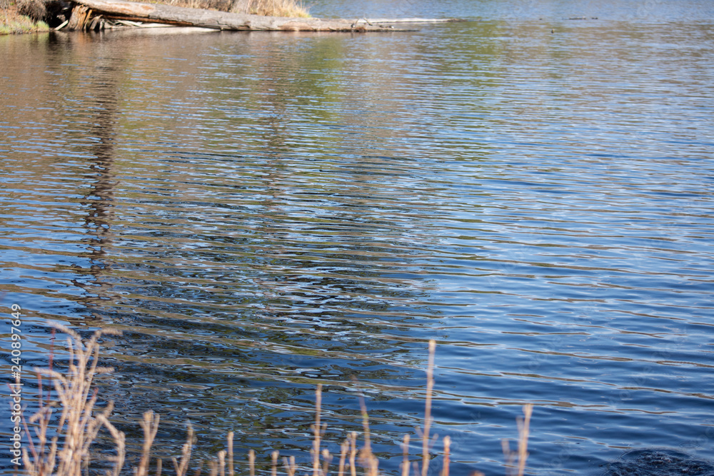 Fototapeta premium ripples and waves of a blue lake next to a forest on a sunny spring day 