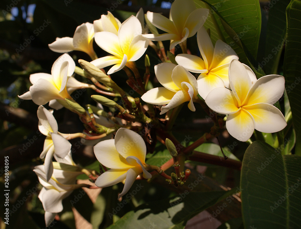 Fototapeta premium White frangipani flowers