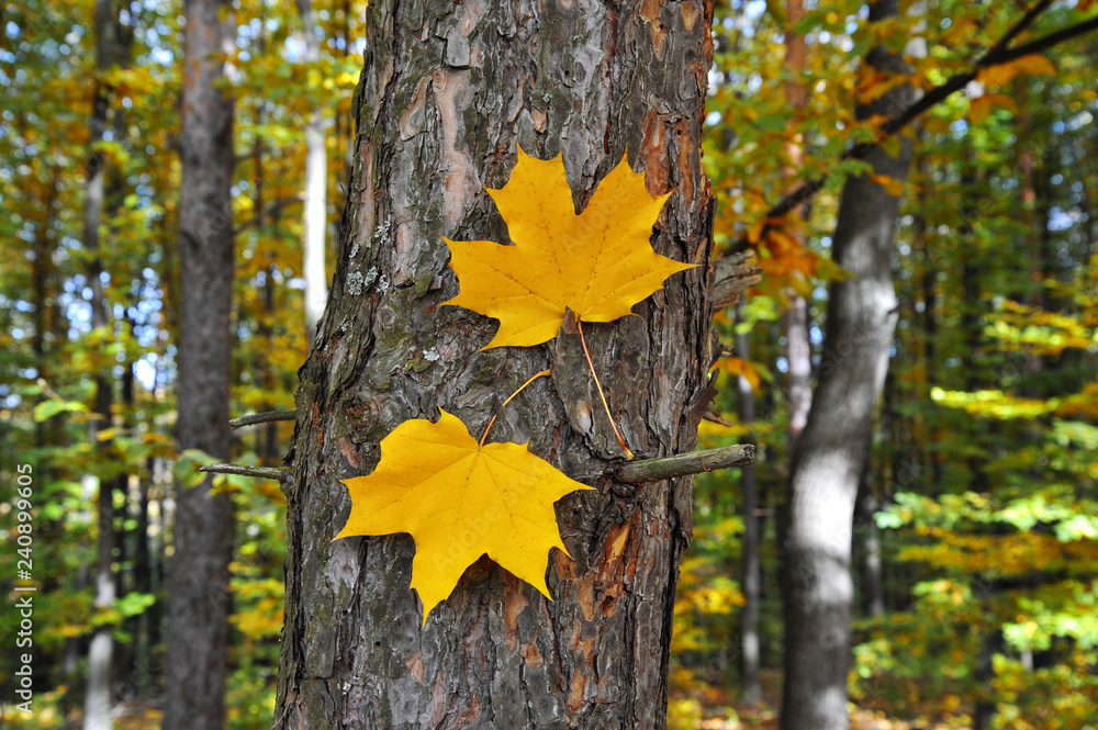 Two autumn yellow leaves on a tree trunk. autumn background