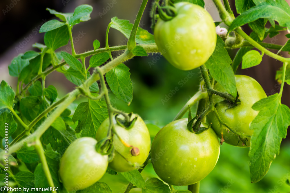 Tomates Verdes/ Green Tomatoes