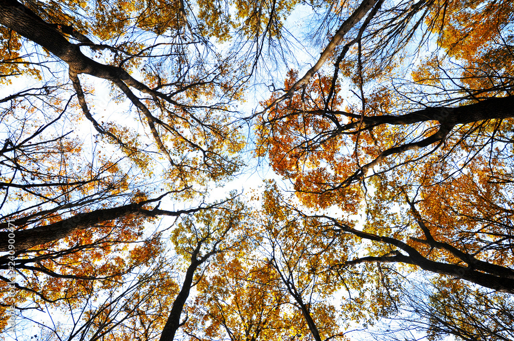 Fototapeta premium tops of autumn trees with yellow leaves against the sky. bottom view
