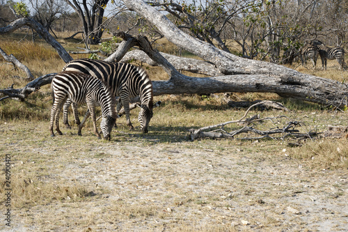 zebras in the savannah