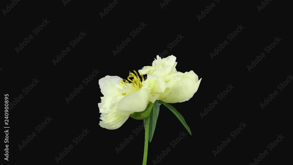 Time-lapse of resurrection white Peony 1b4-rev in 4K PNG+ format with ALPHA transparency channel isolated on black background Time-lapse of resurrection white Peony 1b4-rev in 4K PNG+ format with ALPHA transparency channel isolated on black background