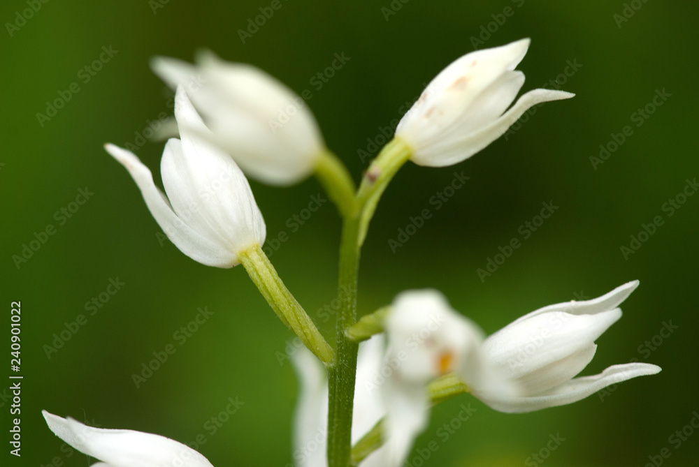 Fototapeta premium Weisses Waldvöglein, Orchidee