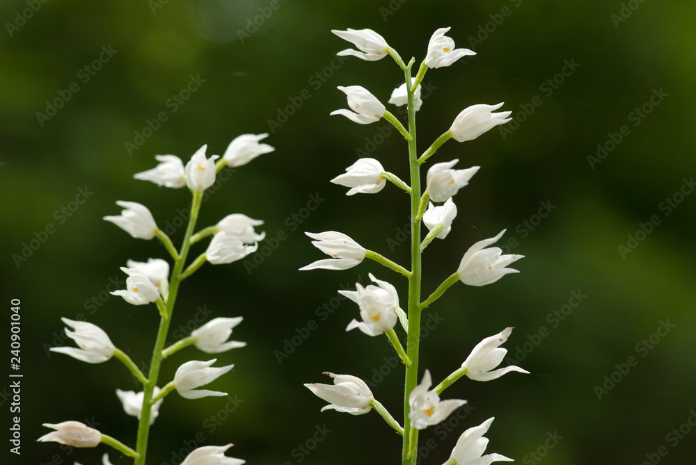 Fototapeta premium Weisses Waldvöglein, Orchidee