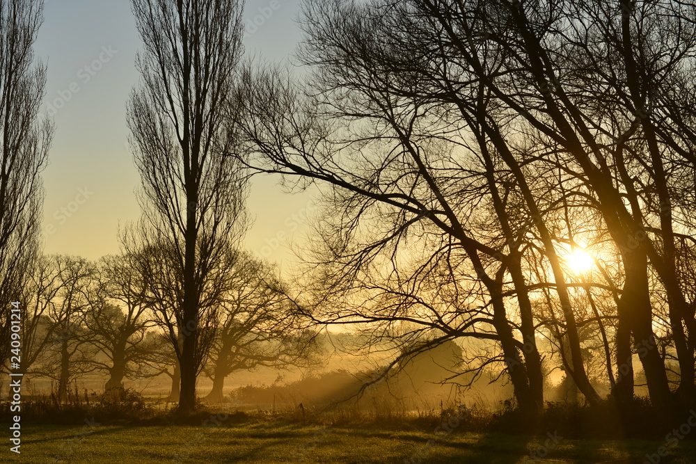 Winter sunrise, Jersey, U.K.
Rural misty landscape. Winter sunrise, Jersey, U.K.
Rural misty landscape.