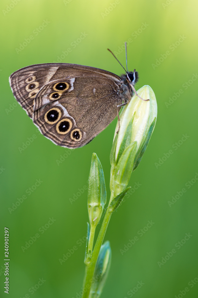 Obraz premium leśny brunatny - Lopinga achine