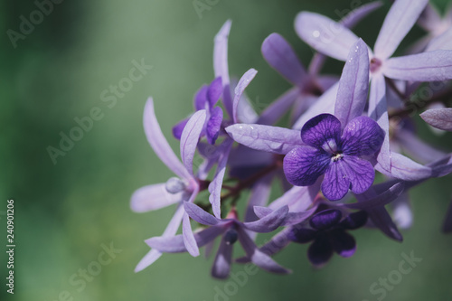 Purple orchid blossom