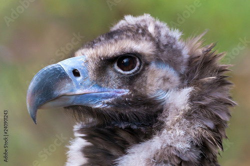 Aegypius monachus - Cinereous vulture