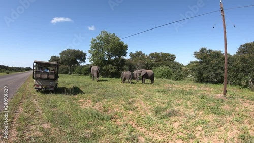 Herd Of Elephants Feeding on Grass In Kasane, Chobe Botswana