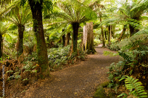 Regenwald im australischen Süden - Victoria