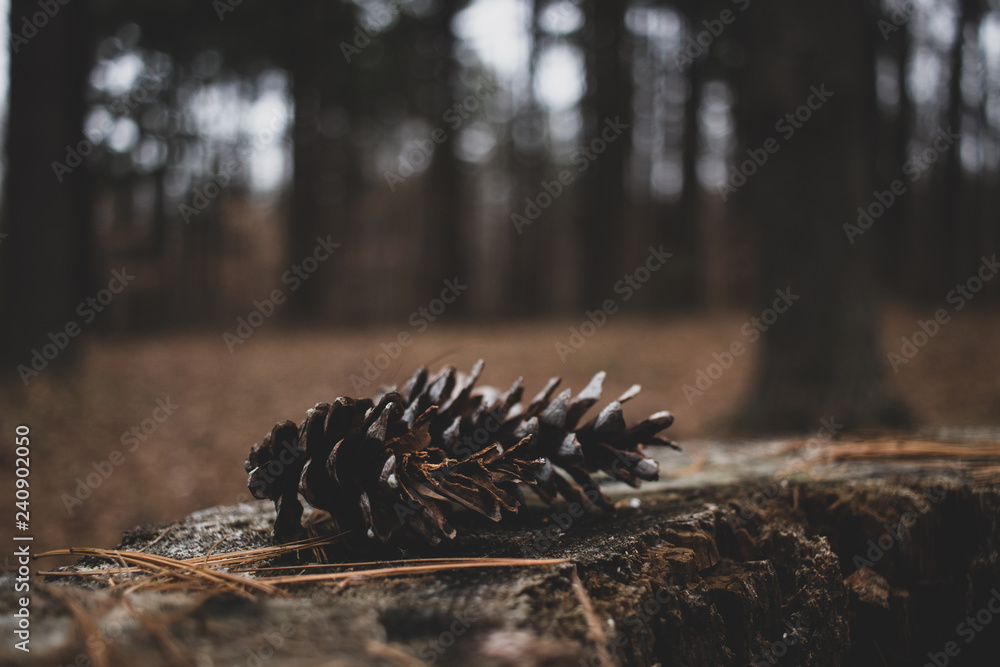 Rustic wooded scenery. Pine cones on a tree stump surrounded by lush dense pine trees on a cloudy rainy day. Rustic wooded scenery. Pine cones on a tree stump surrounded by lush dense pine trees on a cloudy rainy day.