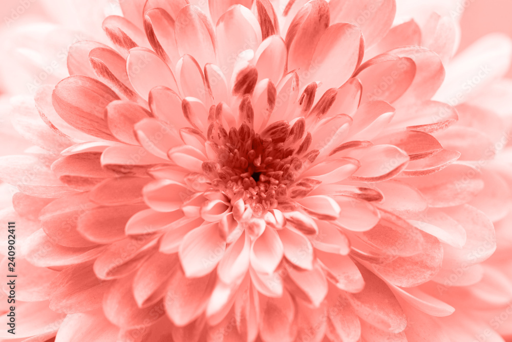 Dahlia flowers close up for living coral background. Dahlia flowers close up for living coral background.