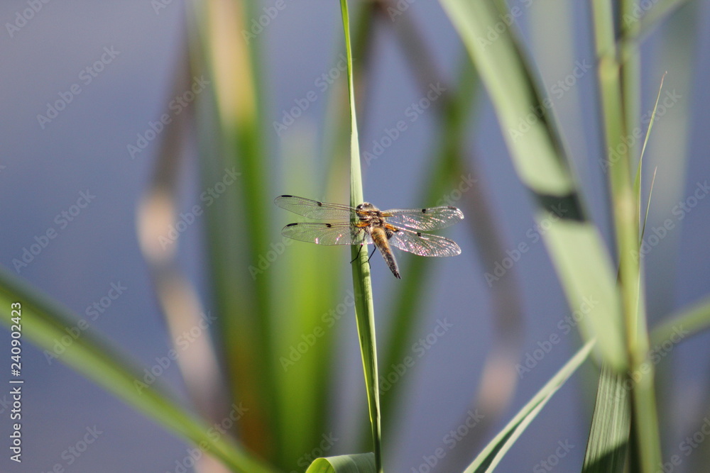 Libelle Libelle