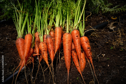 Fresh carrots just harvested in homestead