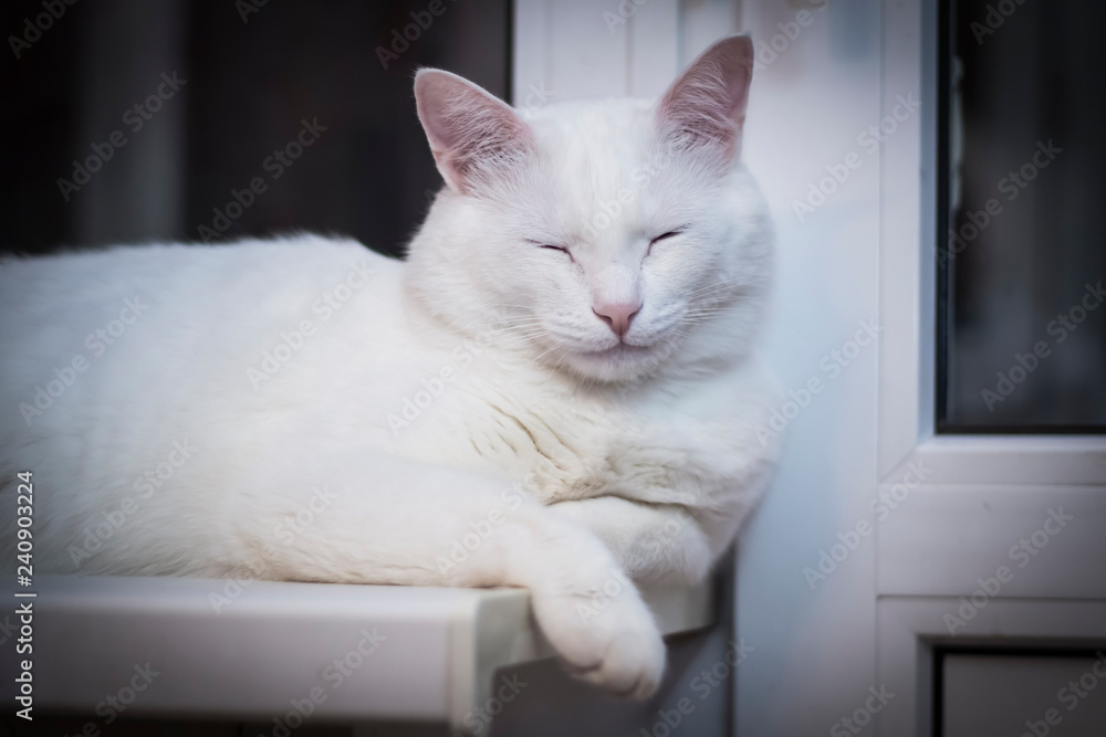 white cat sleeps at night window