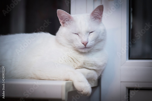 white cat sleeps at night window © Irina