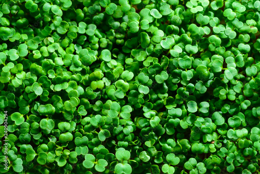 microgreen mustard sprouts green textural background microgreen mustard sprouts green textural background