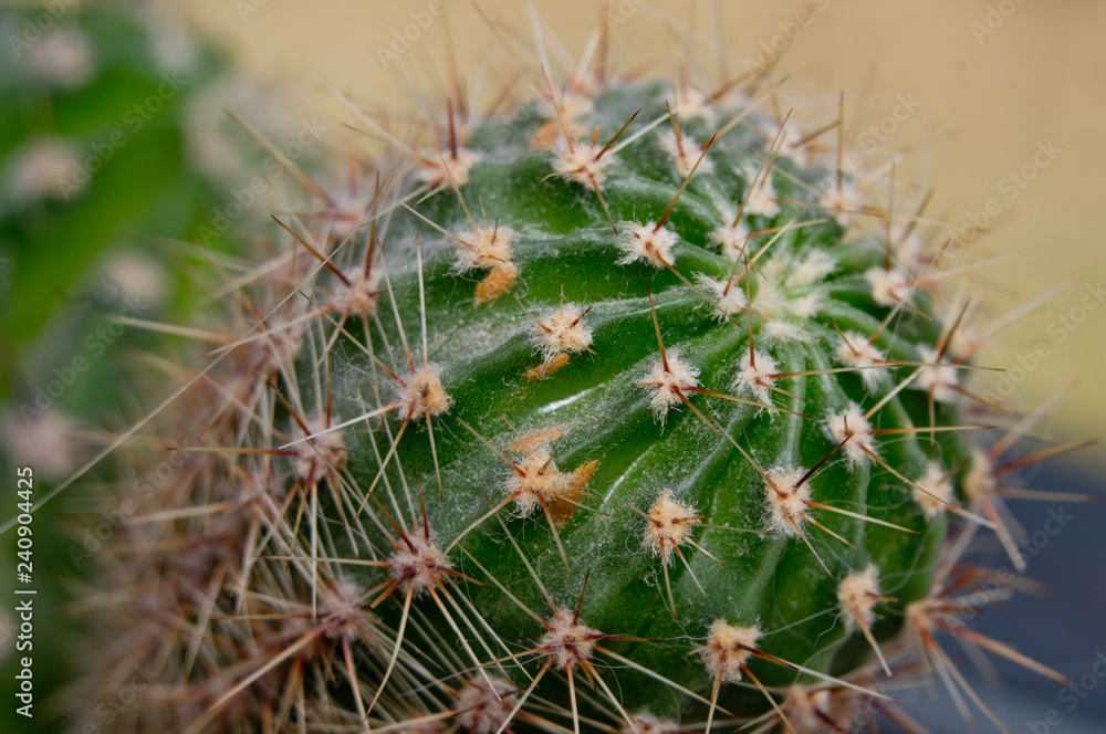 cactus in the garden cactus in the garden