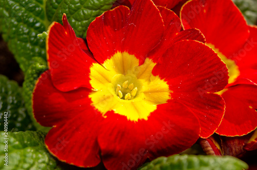 red flower in garden © Marcin