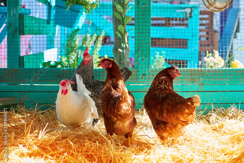 Hens in a poultry hen house with straw